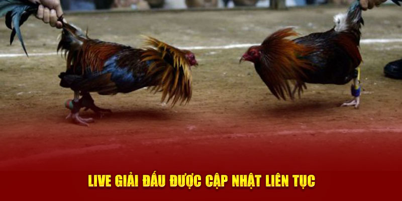 Live giải đấu được cập nhật liên tục